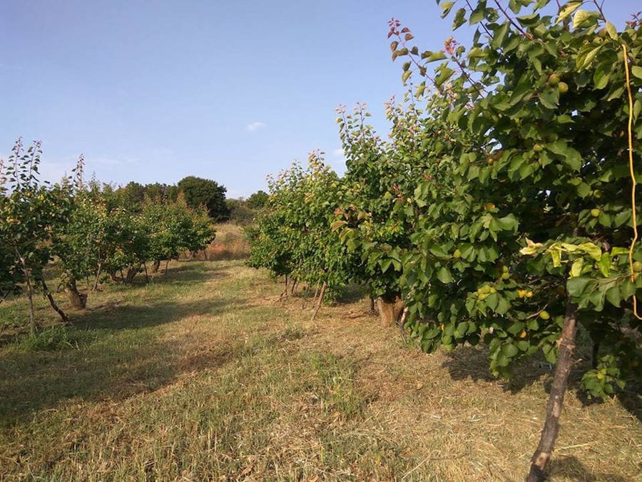 rows of apricots trees at Drupes crops in the background of blue sky